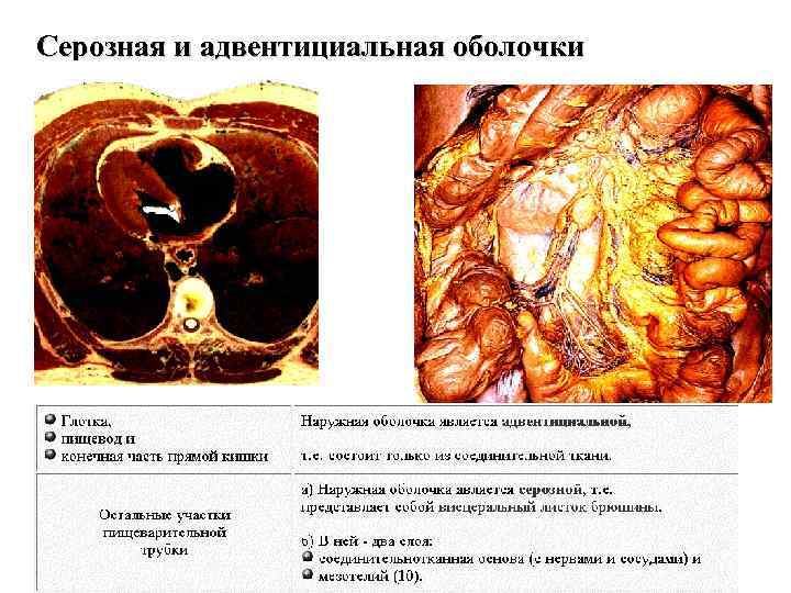 Серозная и адвентициальная оболочки 