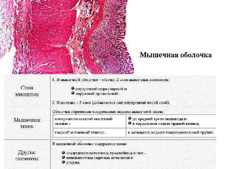 Общий план строения пищеварительной системы гистология