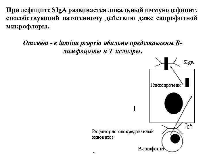 При дефиците SIg. A развивается локальный иммунодефицит, способствующий патогенному действию даже сапрофитной микрофлоры. Отсюда