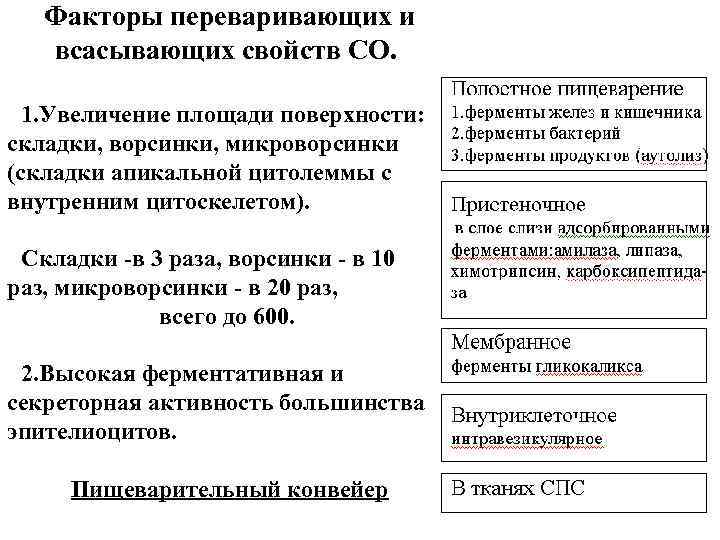 Факторы переваривающих и всасывающих свойств СО. 1. Увеличение площади поверхности: складки, ворсинки, микроворсинки (складки