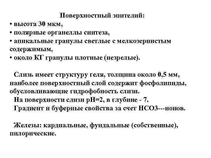 Поверхностный эпителий: • высота 30 мкм, • полярные органеллы синтеза, • апикальные гранулы светлые