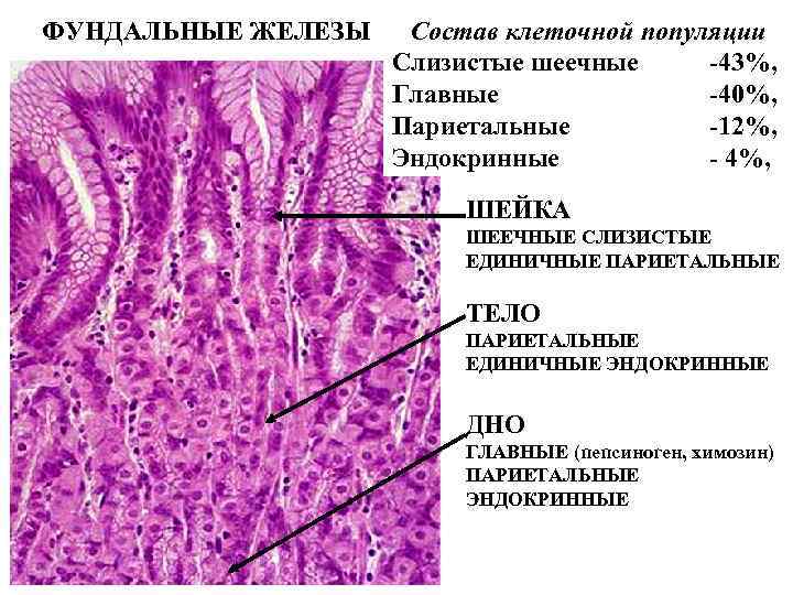 ФУНДАЛЬНЫЕ ЖЕЛЕЗЫ Состав клеточной популяции Слизистые шеечные -43%, Главные -40%, Париетальные -12%, Эндокринные -