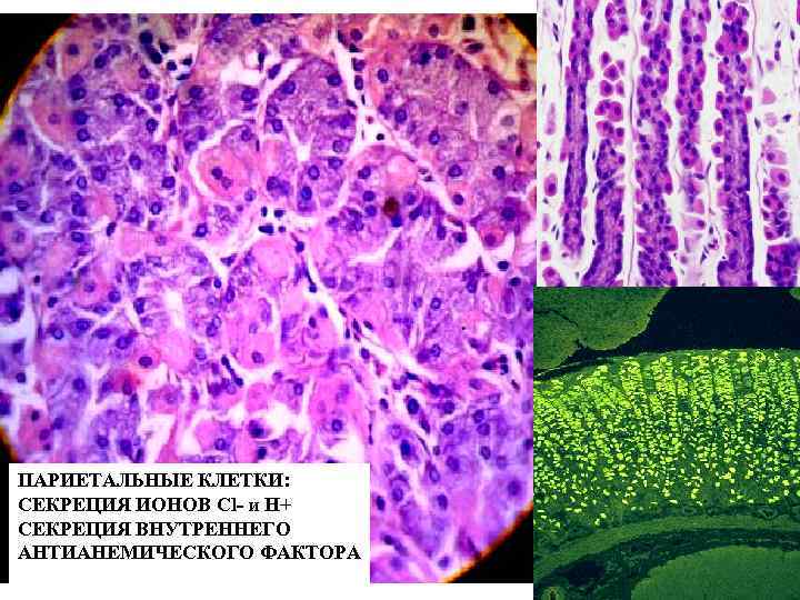 Париетальные клетки желудка. Париетальные клетки. Париетальные клетки фундальных желез. Секреция париетальных клеток.