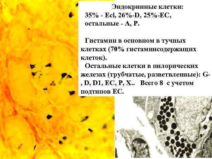 Эндокринные клетки: 35% - Есl, 26%-D, 25%-EC, остальные - А, Р. Гистамин в основном