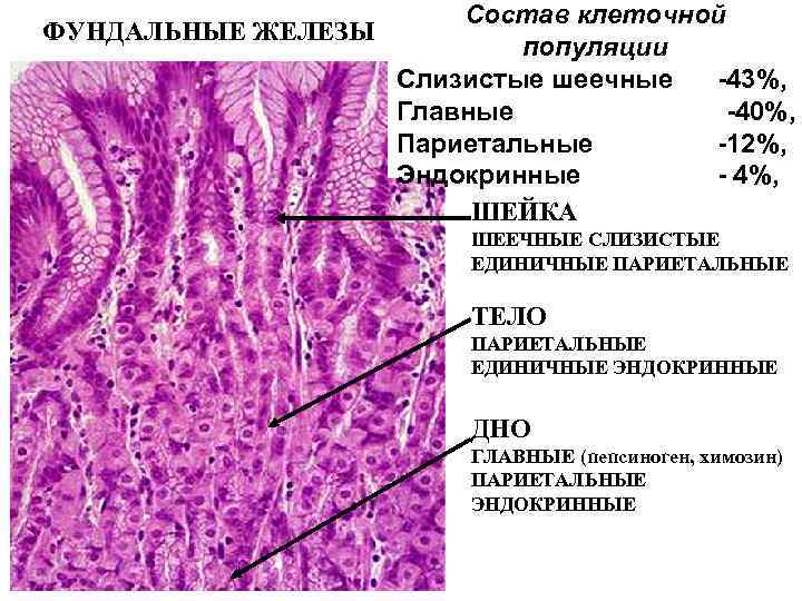 ФУНДАЛЬНЫЕ ЖЕЛЕЗЫ Состав клеточной популяции Слизистые шеечные -43%, Главные -40%, Париетальные -12%, Эндокринные -