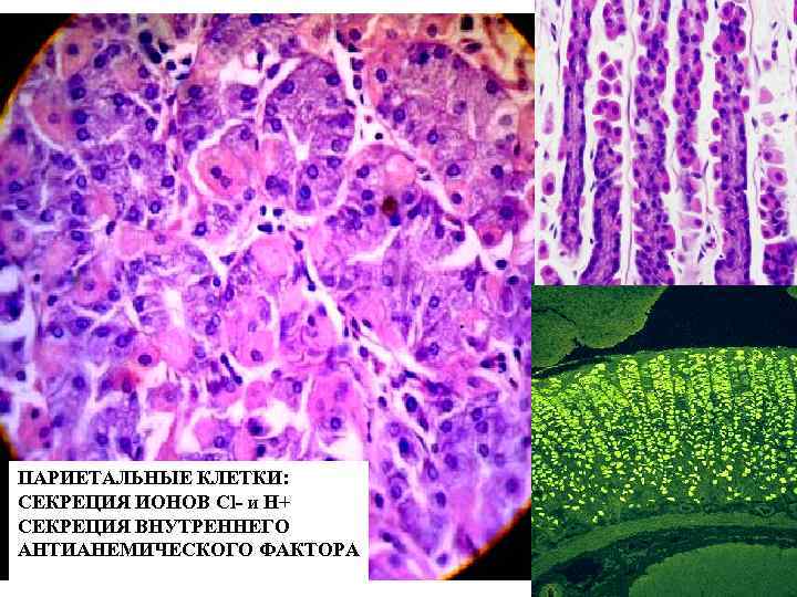 ПАРИЕТАЛЬНЫЕ КЛЕТКИ: СЕКРЕЦИЯ ИОНОВ Cl- и Н+ СЕКРЕЦИЯ ВНУТРЕННЕГО АНТИАНЕМИЧЕСКОГО ФАКТОРА 