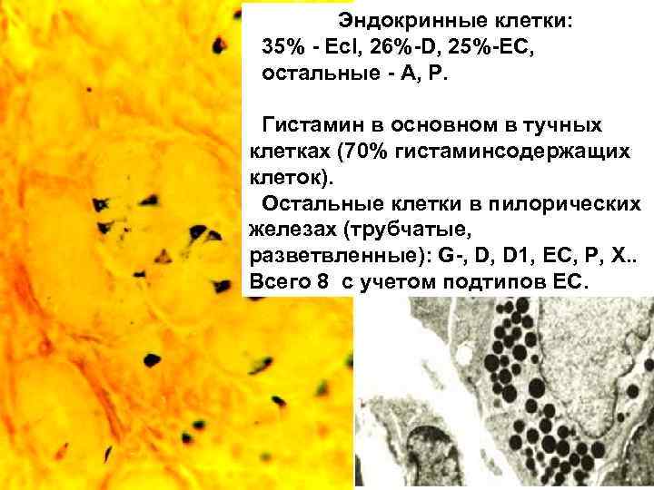 Эндокринные клетки: 35% - Есl, 26%-D, 25%-EC, остальные - А, Р. Гистамин в основном