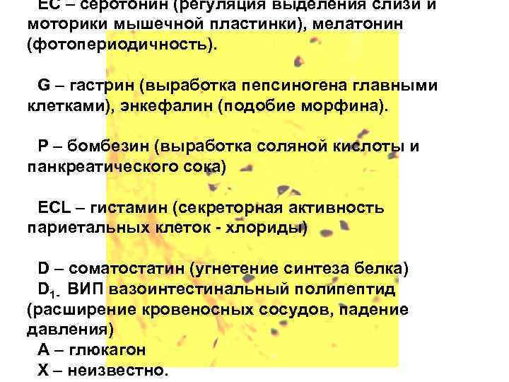 ЕС – серотонин (регуляция выделения слизи и моторики мышечной пластинки), мелатонин (фотопериодичность). G –
