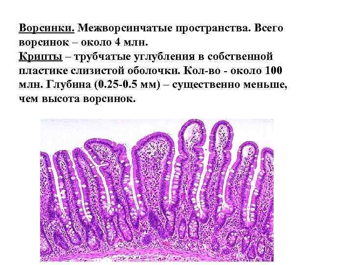 Ворсинки. Межворсинчатые пространства. Всего ворсинок – около 4 млн. Крипты – трубчатые углубления в