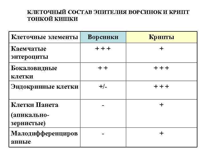 КЛЕТОЧНЫЙ СОСТАВ ЭПИТЕЛИЯ ВОРСИНОК И КРИПТ ТОНКОЙ КИШКИ Клеточные элементы Ворсинки Крипты + +