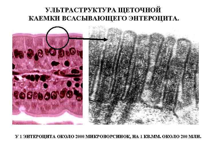 УЛЬТРАСТРУКТУРА ЩЕТОЧНОЙ КАЕМКИ ВСАСЫВАЮЩЕГО ЭНТЕРОЦИТА. У 1 ЭНТЕРОЦИТА ОКОЛО 2000 МИКРОВОРСИНОК, НА 1 КВ.
