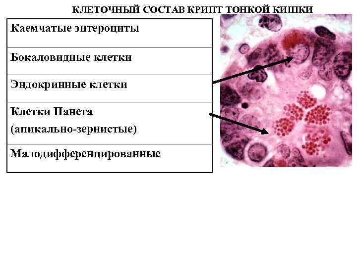 КЛЕТОЧНЫЙ СОСТАВ КРИПТ ТОНКОЙ КИШКИ Каемчатые энтероциты Бокаловидные клетки Эндокринные клетки Клетки Панета (апикально-зернистые)