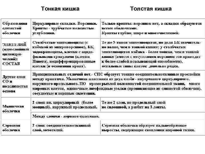 Тонкая кишка Толстая кишка 