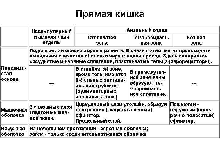 Прямая кишка 