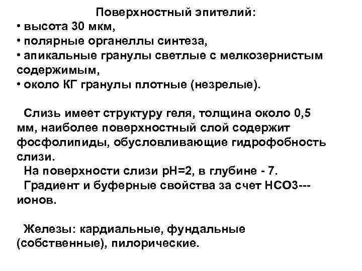 Поверхностный эпителий: • высота 30 мкм, • полярные органеллы синтеза, • апикальные гранулы светлые