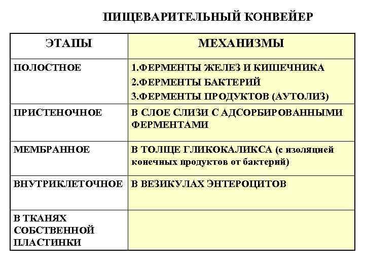 ПИЩЕВАРИТЕЛЬНЫЙ КОНВЕЙЕР ЭТАПЫ МЕХАНИЗМЫ ПОЛОСТНОЕ 1. ФЕРМЕНТЫ ЖЕЛЕЗ И КИШЕЧНИКА 2. ФЕРМЕНТЫ БАКТЕРИЙ 3.