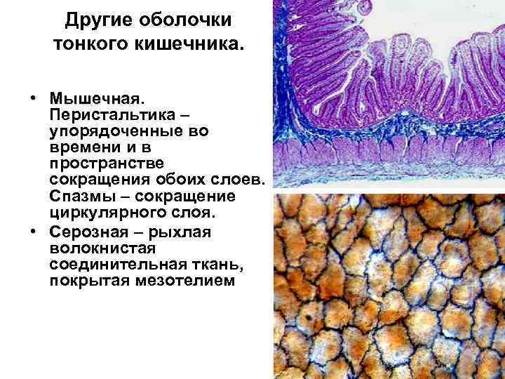 Функциональное расстройство кишечника карта вызова смп