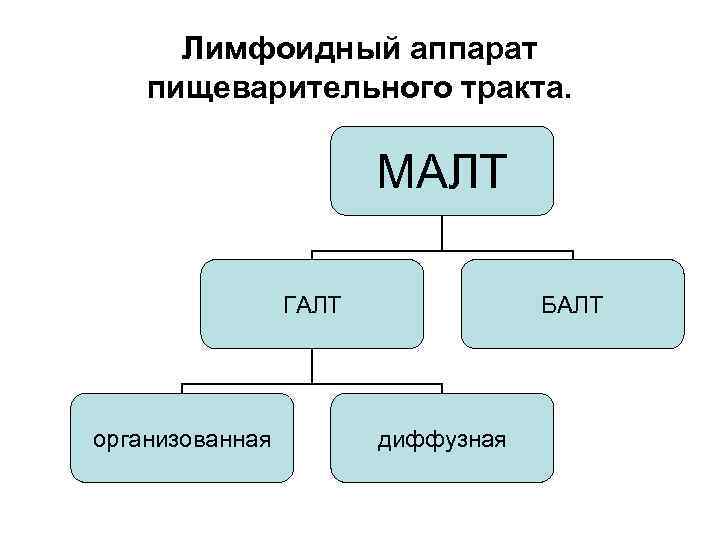 Лимфоидный аппарат пищеварительного тракта. МАЛТ ГАЛТ организованная БАЛТ диффузная 