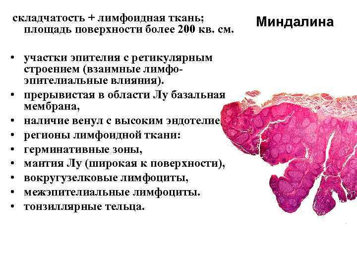 складчатость + лимфоидная ткань; площадь поверхности более 200 кв. см. • участки эпителия с