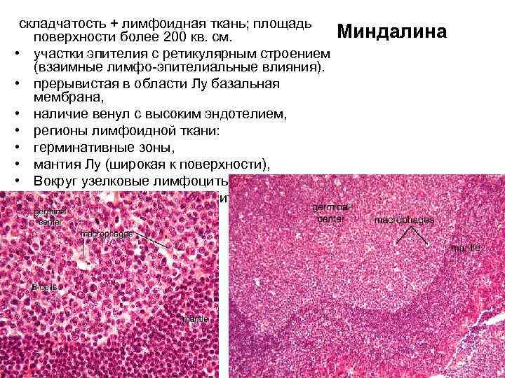 складчатость + лимфоидная ткань; площадь поверхности более 200 кв. см. • участки эпителия с