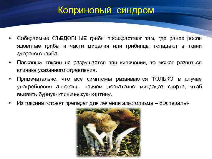 Коприновый синдром • Собираемые СЪЕДОБНЫЕ грибы произрастают там, где ранее росли ядовитые грибы и