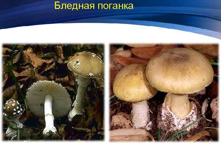 Бледная поганка 