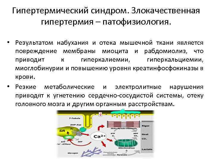 Гипертермический синдром. Злокачественная гипертермия – патофизиология. • Результатом набухания и отека мышечной ткани является