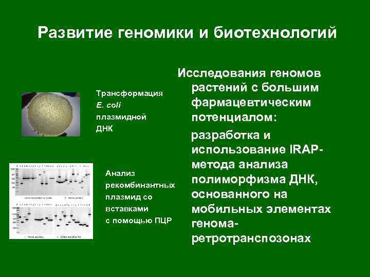 Развитие геномики и биотехнологий Исследования геномов растений с большим Трансформация фармацевтическим E. coli плазмидной