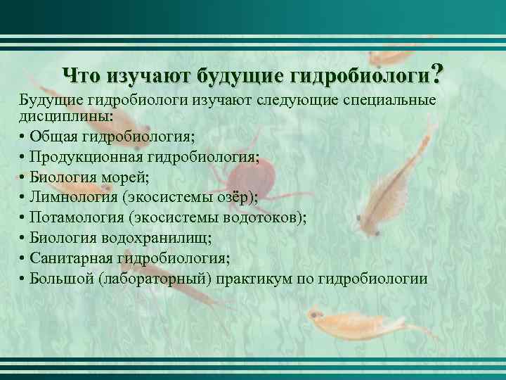 Что изучают будущие гидробиологи? Будущие гидробиологи изучают следующие специальные дисциплины: • Общая гидробиология; •