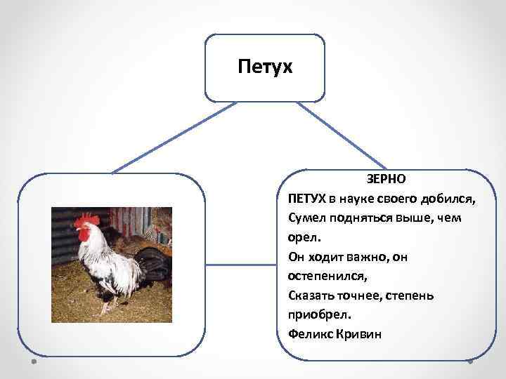 Петух ЗЕРНО ПЕТУХ в науке своего добился, Сумел подняться выше, чем орел. Он ходит