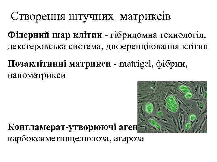 Створення штучних матриксів Фідерний шар клітин - гібридомна технологія, декстеровська система, диференціювання клітин Позаклітинні