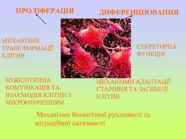 ПРОЛІФЕРАЦІЯ ДИФЕРЕНЦІЮВАННЯ МЕХАНІЗМИ ТРАНСФОРМАЦІЇ КЛІТИН МІЖКЛІТИННА КОМУНІКАЦІЯ ТА ВЗАЄМОДІЯ КЛІТИН З МІКРООТОЧЕННЯМ СЕКРЕТОРНА ФУНКЦІЯ