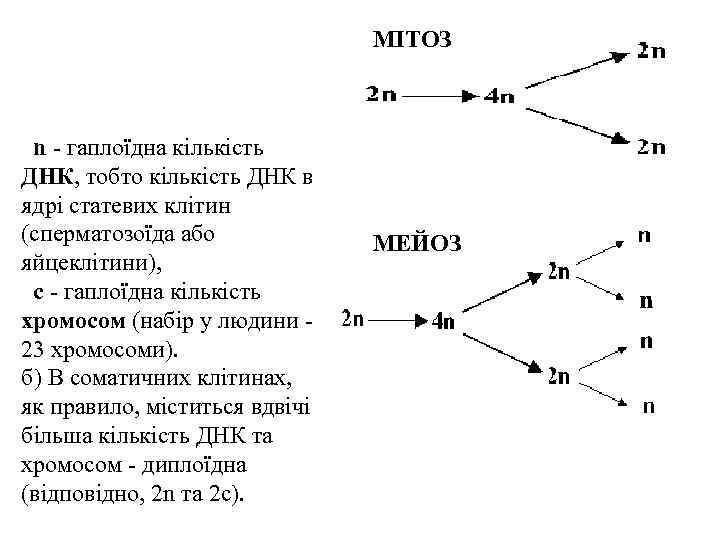 МІТОЗ n - гаплоїдна кількість ДНК, тобто кількість ДНК в ядрі статевих клітин (сперматозоїда