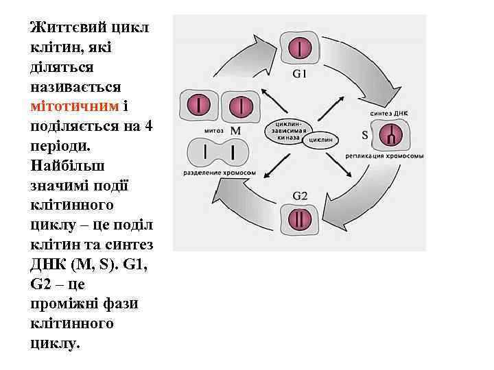 Життєвий цикл клітин, які діляться називається мітотичним і поділяється на 4 періоди. Найбільш значимі