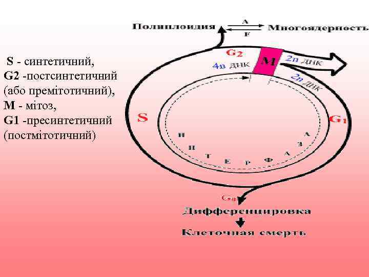  S - синтетичний, G 2 -постсинтетичний (або премітотичний), M - мітоз, G 1
