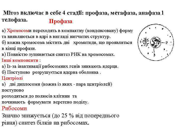  Мітоз включає в себе 4 стадії: профаза, метафаза, анафаза і телофаза. Профаза а)