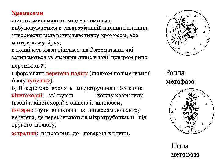  Хромосоми стають максимально конденсованими, вибудовуваються в екваторіальній площині клітини, утворюючи метафазну пластинку хромосом,