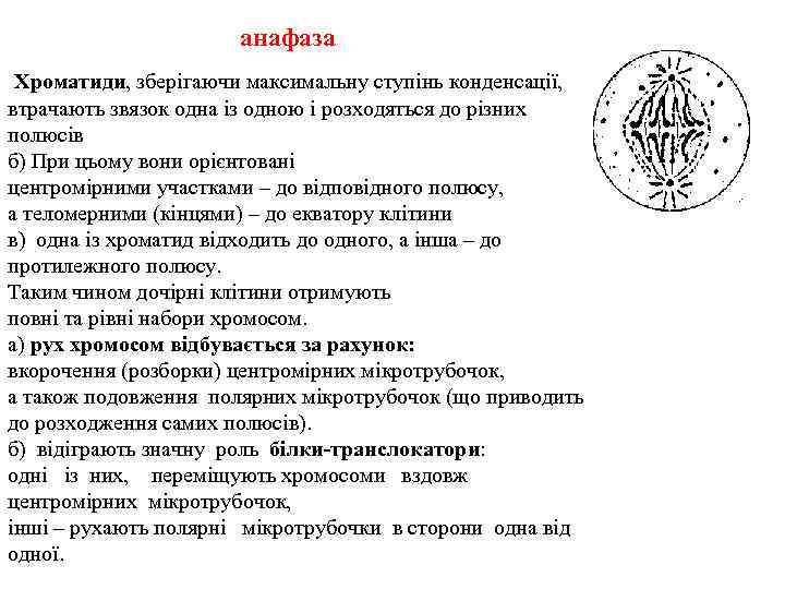 анафаза Хроматиди, зберігаючи максимальну ступінь конденсації, втрачають звязок одна із одною і розходяться до