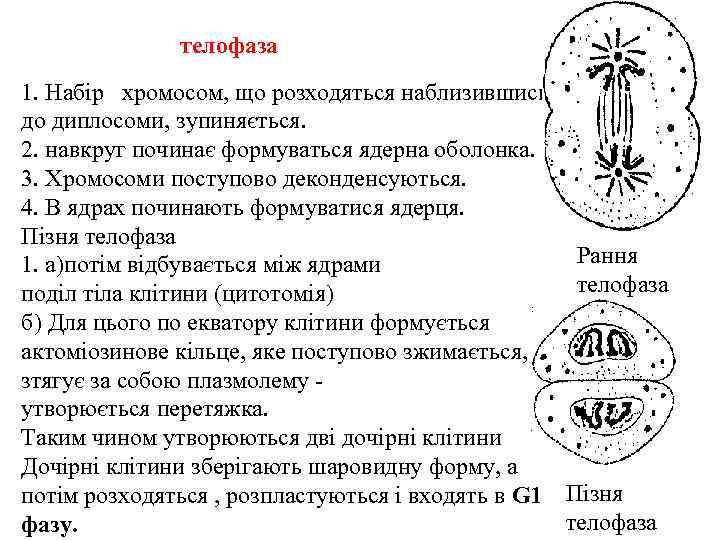  телофаза 1. Набір хромосом, що розходяться наблизившись до диплосоми, зупиняється. 2. навкруг починає