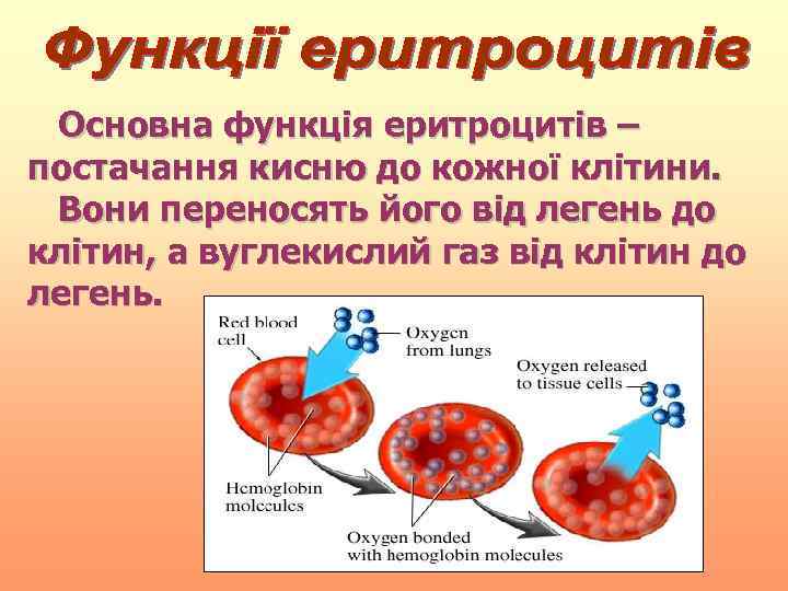 Основна функція еритроцитів – постачання кисню до кожної клітини. Вони переносять його від легень
