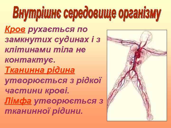 Кров рухається по замкнутих судинах і з клітинами тіла не контактує. Тканинна рідина утворюється