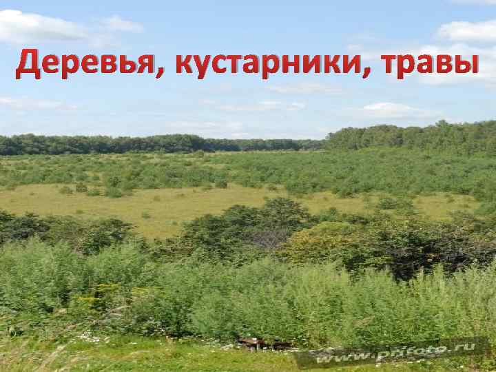 Деревья, кустарники, травы 