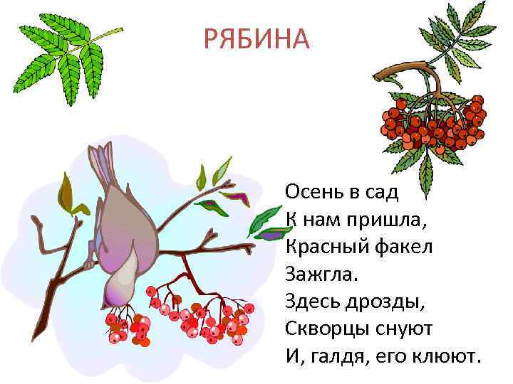 РЯБИНА Осень в сад К нам пришла, Красный факел Зажгла. Здесь дрозды, Скворцы снуют