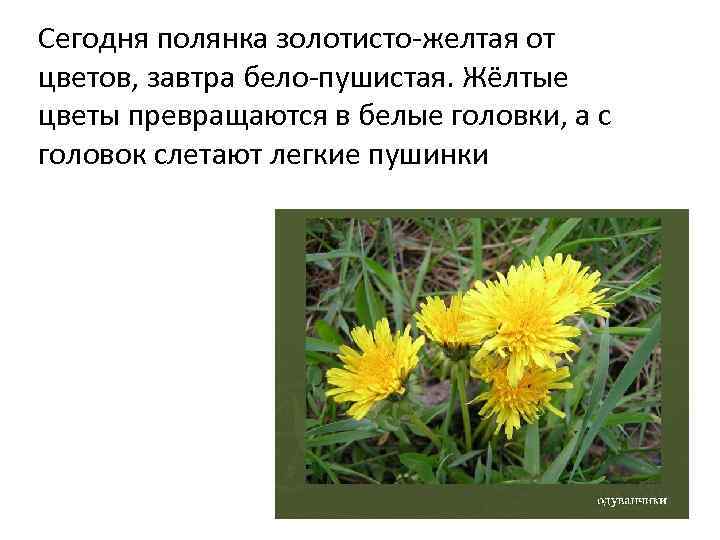 Сегодня полянка золотисто-желтая от цветов, завтра бело-пушистая. Жёлтые цветы превращаются в белые головки, а
