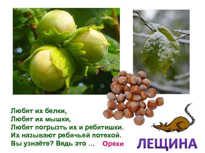 Любят их белки, Любят их мышки, Любят погрызть их и ребятишки. Их называют ребячьей