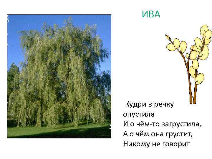 ИВА Кудри в речку опустила И о чём-то загрустила, А о чём она грустит,