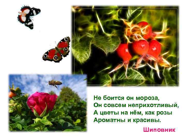 Не боится он мороза, Он совсем неприхотливый, А цветы на нём, как розы Ароматны