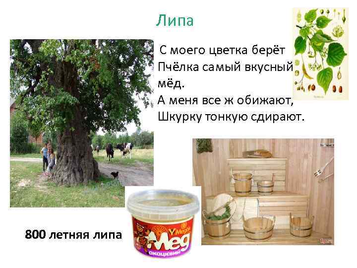 Липа С моего цветка берёт Пчёлка самый вкусный мёд. А меня все ж обижают,