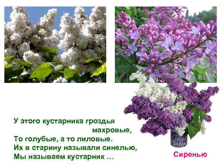 У этого кустарника гроздья махровые, То голубые, а то лиловые. Их в старину называли