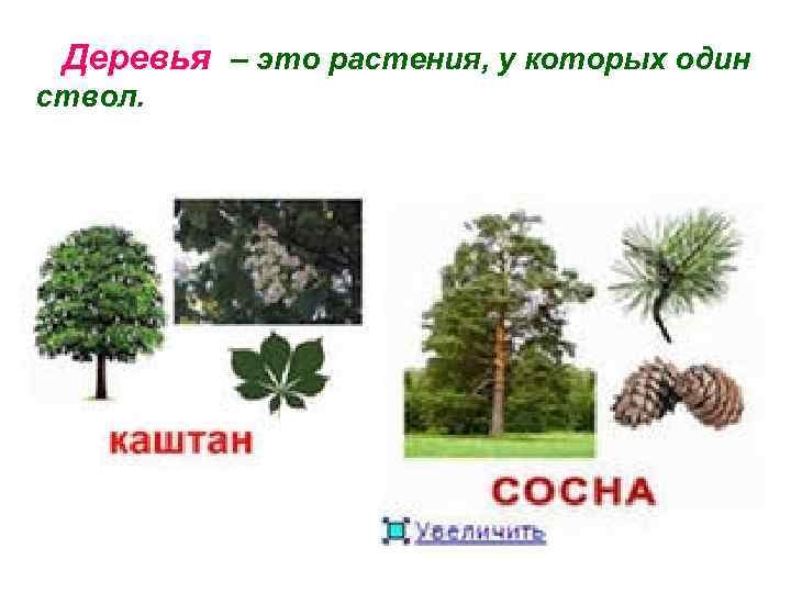 Деревья – это растения, у которых один ствол. 